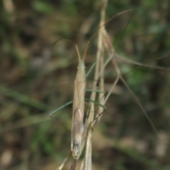 Mutusca brevicornis (A broad-headed bug) at Mount Mugga Mugga - 13 Feb 2021 by Christine