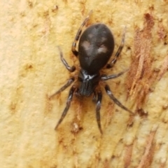 Gnaphosidae (family) (Ground spider) at Lyneham Wetland - 16 Feb 2021 by trevorpreston