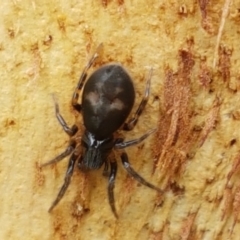 Gnaphosidae (family) at City Renewal Authority Area - 17 Feb 2021 09:15 AM