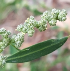 Chenopodium album (Fat Hen) at Lyneham, ACT - 17 Feb 2021 by trevorpreston