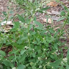 Chenopodium album at Lyneham, ACT - 17 Feb 2021 09:18 AM