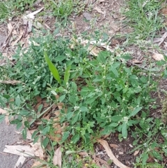 Chenopodium album at Lyneham, ACT - 17 Feb 2021 09:18 AM