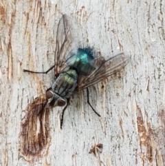 Chlorotachina sp. (genus) (A bristle fly) at Lyneham, ACT - 17 Feb 2021 by trevorpreston