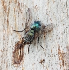 Chlorotachina sp. (genus) at Lyneham, ACT - 17 Feb 2021