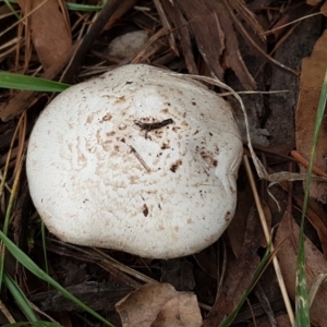 Agaricus sp. at O'Connor, ACT - 17 Feb 2021