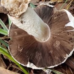 Agaricus sp. at O'Connor, ACT - 17 Feb 2021 09:26 AM