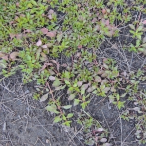 Ludwigia palustris at Stromlo, ACT - 20 Jan 2021 07:17 PM