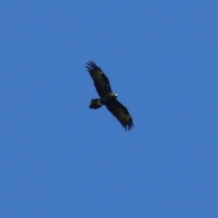 Aquila audax (Wedge-tailed Eagle) at Wodonga, VIC - 17 Feb 2021 by KylieWaldon