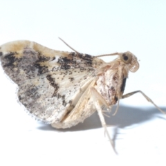 Scenedra decoratalis (A Pyralid moth) at Belconnen, ACT - 17 Feb 2021 by Harrisi