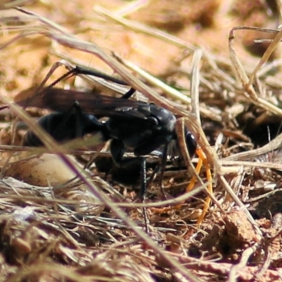 Unidentified Spider wasp (Pompilidae) at Wodonga, VIC - 16 Feb 2021 by Kyliegw