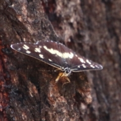 Cruria donowani at Hughes, ACT - 17 Feb 2021 02:43 PM