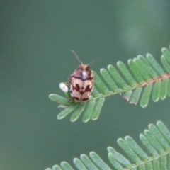 Elaphodes cervinus at Hughes, ACT - 17 Feb 2021