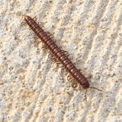 Paradoxosomatidae sp. (family) (Millipede) at Throsby, ACT - 16 Feb 2021 by davobj