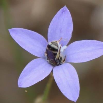 Lasioglossum (Chilalictus) sp. (genus & subgenus) (Halictid bee) at Federal Golf Course - 17 Feb 2021 by LisaH