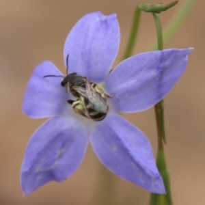 Lasioglossum (Chilalictus) sp. (genus & subgenus) at Hughes, ACT - 17 Feb 2021