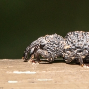 Syagrius intrudens at Acton, ACT - 17 Feb 2021