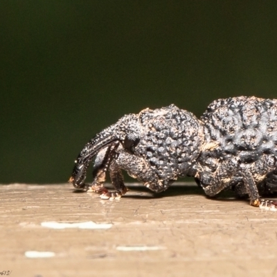 Syagrius intrudens (Fern weevil) at ANBG - 16 Feb 2021 by Roger