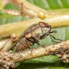 Stomorhina discolor at Acton, ACT - 17 Feb 2021