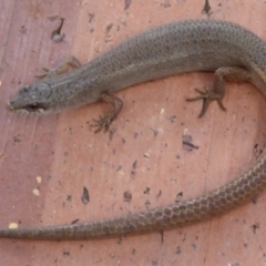 Saproscincus mustelinus (Weasel Skink) at Waramanga, ACT - 17 Feb 2021 by DavidMcKay