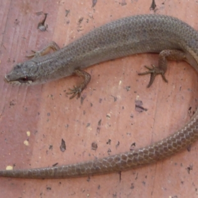 Saproscincus mustelinus (Weasel Skink) at Waramanga, ACT - 17 Feb 2021 by DavidMcKay