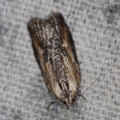 Cryptoptila immersana (A Tortricid moth) at O'Connor, ACT - 16 Feb 2021 by ibaird