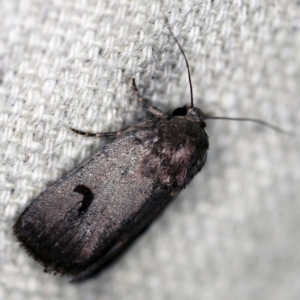 Thoracolopha undescribed species MoV6 at O'Connor, ACT - 16 Feb 2021