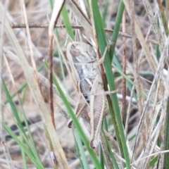 Praxibulus sp. (genus) (A grasshopper) at Mitchell, ACT - 17 Feb 2021 by trevorpreston
