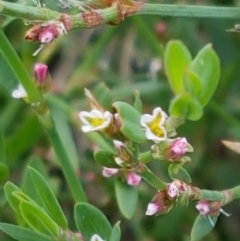 Polygonum aviculare (Wireweed) at Mitchell, ACT - 17 Feb 2021 by tpreston