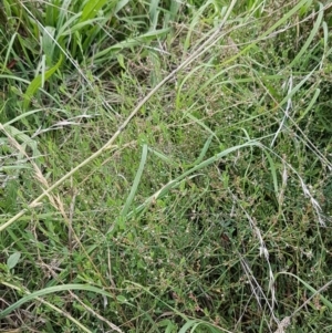 Polygonum aviculare at Mitchell, ACT - 17 Feb 2021