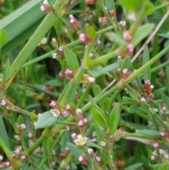 Polygonum aviculare at Mitchell, ACT - 17 Feb 2021