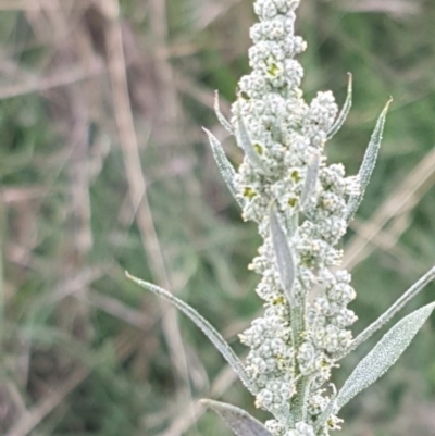 Chenopodium album (Fat Hen) at Crace Grasslands - 17 Feb 2021 by trevorpreston