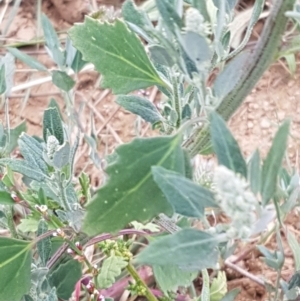 Chenopodium album at Mitchell, ACT - 17 Feb 2021