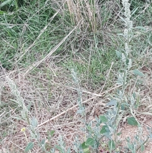 Chenopodium album at Mitchell, ACT - 17 Feb 2021