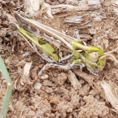 Austroicetes sp. (genus) (A grasshopper) at Mitchell, ACT - 17 Feb 2021 by trevorpreston