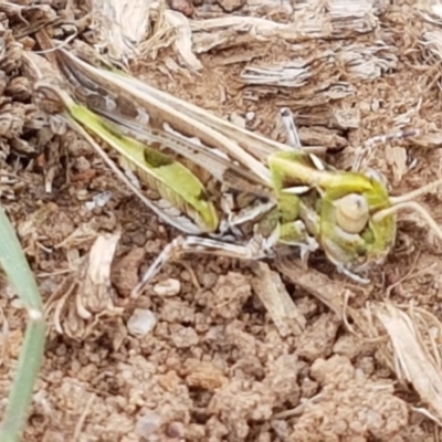 Austroicetes sp. (genus) (A grasshopper) at Mitchell, ACT - 17 Feb 2021 by trevorpreston
