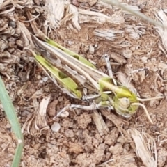 Austroicetes sp. (genus) at Mitchell, ACT - 17 Feb 2021