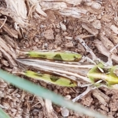 Austroicetes sp. (genus) at Mitchell, ACT - 17 Feb 2021