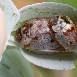 Paropsisterna m-fuscum at Mitchell, ACT - 17 Feb 2021