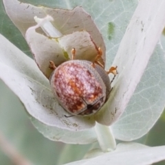 Paropsisterna m-fuscum at Mitchell, ACT - 17 Feb 2021