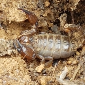 Urodacus manicatus at Mitchell, ACT - 17 Feb 2021 04:07 PM