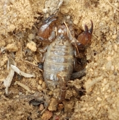 Urodacus manicatus at Mitchell, ACT - 17 Feb 2021 04:07 PM