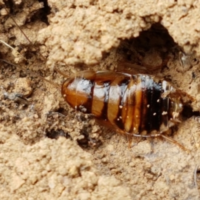 Robshelfordia simplex (Shelford's Western Cockroach) at Mitchell, ACT - 17 Feb 2021 by tpreston