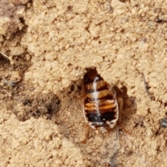 Robshelfordia simplex at Mitchell, ACT - 17 Feb 2021