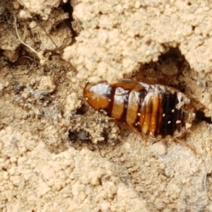 Robshelfordia simplex at Mitchell, ACT - 17 Feb 2021