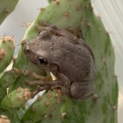 Litoria peronii (Peron's Tree Frog, Emerald Spotted Tree Frog) at Murrumbateman, NSW - 17 Feb 2021 by SimoneC