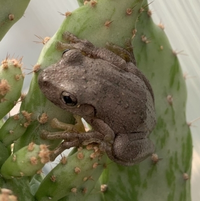 Litoria peronii (Peron's Tree Frog, Emerald Spotted Tree Frog) at Murrumbateman, NSW - 17 Feb 2021 by SimoneC