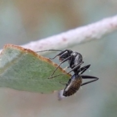 Camponotus aeneopilosus at Lyneham, ACT - 17 Feb 2021