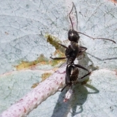 Camponotus aeneopilosus at Lyneham, ACT - 17 Feb 2021