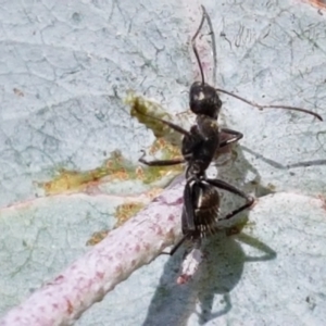 Camponotus aeneopilosus at Lyneham, ACT - 17 Feb 2021