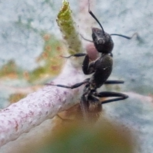 Camponotus aeneopilosus at Lyneham, ACT - 17 Feb 2021